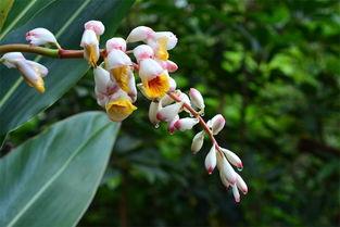 豆蔻年华图片,青春绽放的瞬间